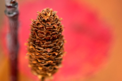 Dwerg berk - Dwarf birch - Zwerg Birke -IJsland-Iceland-Island