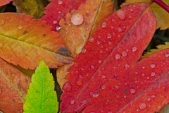 Herfst-kleuren-Autumn-collors-Herbst-farben-IJsland-Iceland-Island