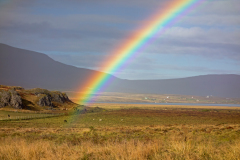 IJslands paard in regenboog-Icelandic horse in rainbow-Islandpferd in Regenbogen-IJsland-Iceland-Island
