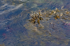 Kelp-Kelp-Seetang-IJsland-Iceland-Island