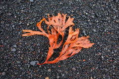 Kelp-Kelp-Seetang-IJsland-Iceland-Island