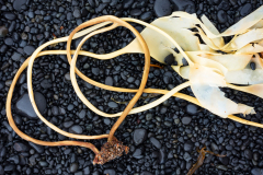 Kelp-Kelp-Seetang-IJsland-Iceland-Island