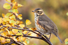 IJslandse Koperwiek-Iceland Redwing - Rotdrossel - Turdus coburni-IJsland-Iceland-Island