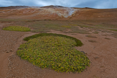 Krafla met Zeepostelein-Sea sandwort-Salzmiere-Honckenya-peploides-IJsland-Iceland-Island