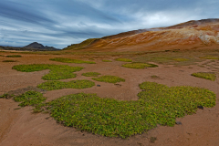 Krafla met Zeepostelein-Sea sandwort-Salzmiere-Honckenya-peploides-IJsland-Iceland-Island