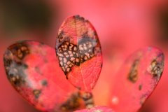 Kruipwilg - Salix rosmarinifolia - Kriech-Weide - Salix repens - IJsland-Iceland-Island
