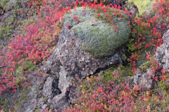 Lavaveld met mos en dwergberk-Lava field with moss and Dwarf birch- Lava mit Moos und Zwerg Birke-Betula nana-IJland-Iceland-Island