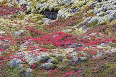 Lavaveld met mos en dwergberk-Lava field with moss and Dwarf birch- Lava mit Moos und Zwerg Birke-Betula nana-IJsland-Iceland-Island