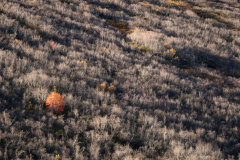 Lijsterbes in Berkenbos - European Rowan between Birche - Mehlbeeren zwissen Birke -IJsland-Iceland-Island