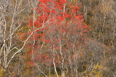 Lijsterbes in herfstkleed - European Rowan in autumn collors - Mehlbeeren im herbst farben-IJsland-Iceland-Island