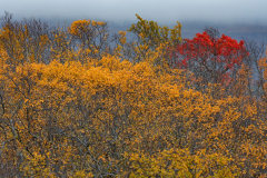Lijsterbes-tussen-Berken-Sorbus-in-between-Birch-Mehlbeeren-zwissen-Birken-Sorbus-IJsland-Iceland-Island