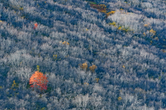 Lijsterbes-tussen-Berken-Sorbus-in-between-Birch-Mehlbeeren-zwissen-Birken-Sorbus-IJsland-Iceland-Island