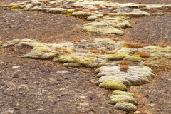 Mosplaat - Moss - Moos- IJsland-Iceland-Island