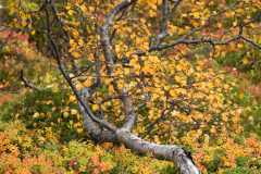 Ruwe Berk - Silver birch - Hänge Birke - Betula pendula-IJsland-Iceland-Island
