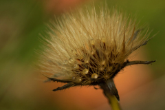 Streepzaad - Hawksbeard - Pflanzengattung - Crepis-IJsland-Iceland-Island