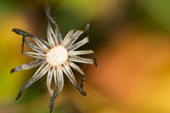 Vergane glorie - Faded glory - Verblassten Ruhm-IJsland-Iceland-Island