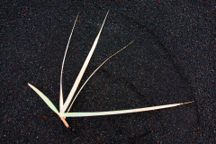Zeebies-Sea-clubrush-Strandbinse-Scirpus-maritimus-IJsland-Iceland-Island