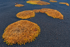 Zeepostelein-Sea-santword-Salzmiere-Honckenya-peploides-IJsland-Iceland-Island