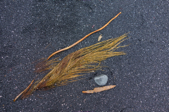 Zeewier-op-lavastrand-Seaweed-on-lava-Beach-Seetang-auf-Lavastrand-IJsland-Iceland-Island