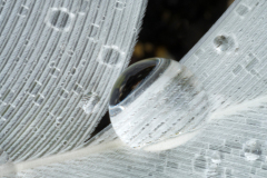 Zwanenveer - Swan feather - Schwanfeder-IJsland-Iceland-Island