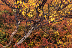 Zwarte berk - Black birch - Schwarz birke - Betula negra-IJsland-Iceland-Island