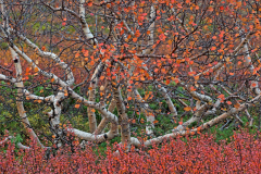 Zwarte berk - Black birch - Schwarz birke - Betula negra-IJsland-Iceland-Island