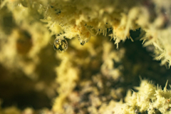 Zwavelkristallen - Sulfer Crystal - Schwefel Kristall-IJsland-Iceland-Island