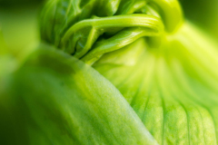 Engelwortel - Angelica -Engelwurzen - Angelica-IJsland-Iceland-Island