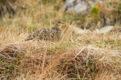 Alpensneeuwhoen-Ptarmigan-Alpenschneehuhn-Lagopus-mutus-IJsland-Iceland-Island