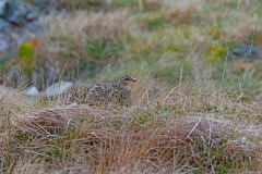 Alpensneeuwhoen-Ptarmigan-Alpenschneehuhn-Lagopus-mutus-IJsland-Iceland-Island