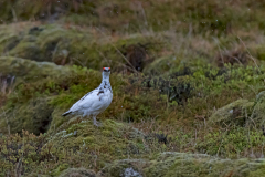 Alpensneeuwhoen-Ptarmigan-Alpenschneehuhn-Lagopus-mutus-IJsland-Iceland-Island
