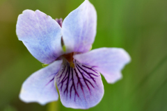 Moerasviooltje sp. - Dwarf marsh Violet - Viola epipsila-IJsland-Iceland-Island