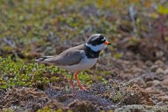 Bontbekplevier-Great ringed plover-Sandregenpfeifer-Charadrius hiaticula-IJsland-Iceland-Island