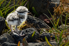 Bontbekplevier-Great ringed plover-Sandregenpfeifer-Charadrius hiaticula-IJsland-Iceland-Island