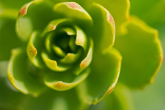 Rozewortel - Arctic root - Rosenwurz - Rhodiola rosea -IJsland-Iceland_Island