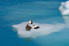 Eider - Common Eider - Eiderente - Somateria mollissima-IJsland-Iceland-Island