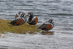 Harlekijneend-Harlequin duck-Kragenente-Histrionicus histrionicus-IJsand-Iceland-Island