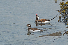 IJseend-Long-tailed duck-Eisente-Clangula huemalis-IJsland-Iceland-Island
