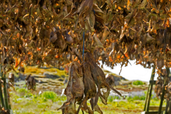 Kabeljauwkoppen - Codfish-heads - Dorschköpfe -IJsland-Iceland-Island