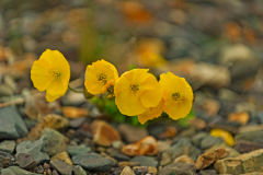 Kruipende klaproos-Arctic poppy-Arktischer Mohn Papaver radicatum-IJsland-Iceland-Island