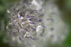 Lupine - lupin - Lupinen - Lupinus -IJsland-Iceland-Island