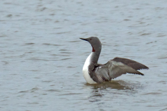 Roodkeelduiker-Red-throated Diver-Strentaucher-Gavia stellata-IJsland-Iceland-Island