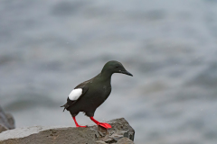 Zwarte zeekoet-Black guillemot-Gryllteiste-Cepphus grylle-IJsland-Iceland-Island