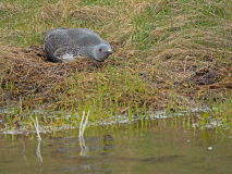 Roodkeelduiker-Red-throated Diver-Strentaucher-Gavia stellata-IJsland-Iceland-Island
