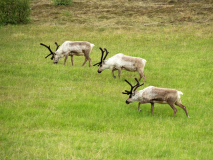 Rendieren - Reindeer - Rentier - Rangifer tarandus-IJsland-Iceland-Island