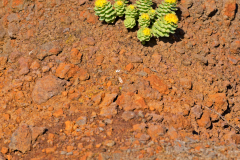 Rozewortel - Arctic root - Rosenwurz - Rhodiola rosea