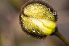 Kruipende klaproos-Arctic poppy-Arktischer Mohn Papaver radicatum-IJsland-Iceland-Island