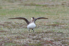 Kleine Jager - Arctic Skua - Schmrotzerraubmöwe - Stercorariua parasiticus-IJsland-Iceland-Island