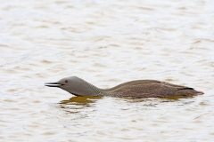 Roodkeelduiker-Red-throated Diver-Strentaucher-Gavia stellata-IJsland-Iceland-Island