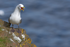 Drieteenmeeuw-Kittiwake-Dreizehenmowe-Rissa tridactyla-IJsland-Iceland-Island